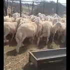 طليان ذبايح