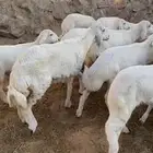بهم للبيع