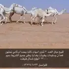 ابل