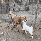 عنز ديره تحتها تيس حبيب وافر وجرم