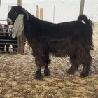 فحل عارضي