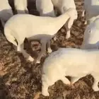 خرفان