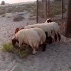 هرفى طيبه
