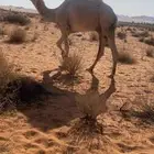 للبيع جمل طيب