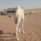 قعود بري طيب