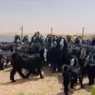 عنز