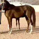 فرس شعبيه كفو للبيع