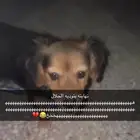 كلبه للبيع