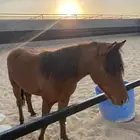 مهره بونية للبيع