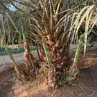 نخل خضري للبيع حفيرة نساح البخراء