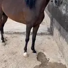 حصان شعبي