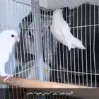جوز روز البينو