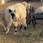 تيس هولندي