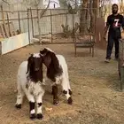 خروفين نعيم للبيع طيبات