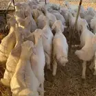 بهم تربيه تم البيع اضغط متابعه يصلك كل جديد