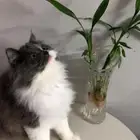 بيع قطة شيرازي