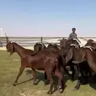 للبيع قبرصيات بيور فاخره دفيع