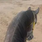حصان انقليزي
