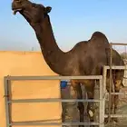 للبيع بعير مجهم كفو