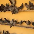 حمام دحول للبيع