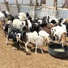 بربر مواليد العدد 25 مع الفحل شباب من جذعة الاسدس