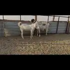 البيع عنزين مشاريك طيبه في الخرج