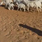 مراح حريات العدد 7