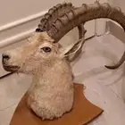 راس وعل محنط