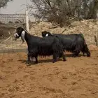 ماعز عوارض خصم دفيع ومضاريع
