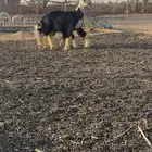 رخل وخروف نجد صنف