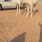 بكار وضح كفو