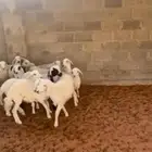 رخال وطليان