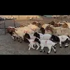 غنم نعيم مطافيل