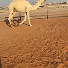 قعود حق رماني