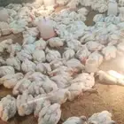 دجاج لاحم وزن يصل 1300 بعد الذبح