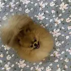 pomeranian for sale