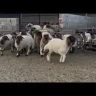 جذعات نعيم مضاريع