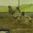 دجاج براهما