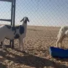 رخل مقنى صنف