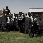 مراح عوارض فاخره