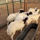 8 رخال سمان وطيبه شرط