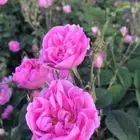 دهن ورد طايفي ممتاز