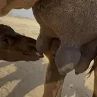 خلفة ساحلية مصغر