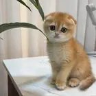 سكوتش فولد ny12 ( متوفر تابي )