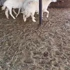 حريات دفيع مراح