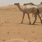 قعود مفرود عوني جدة الأمير بعير هزاع جزاء الرويس