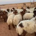 نعيم