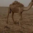 للبيع قعود