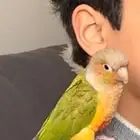 ببغاء مفقود حي الحزم