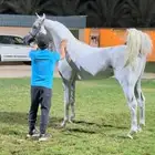حصان واهو